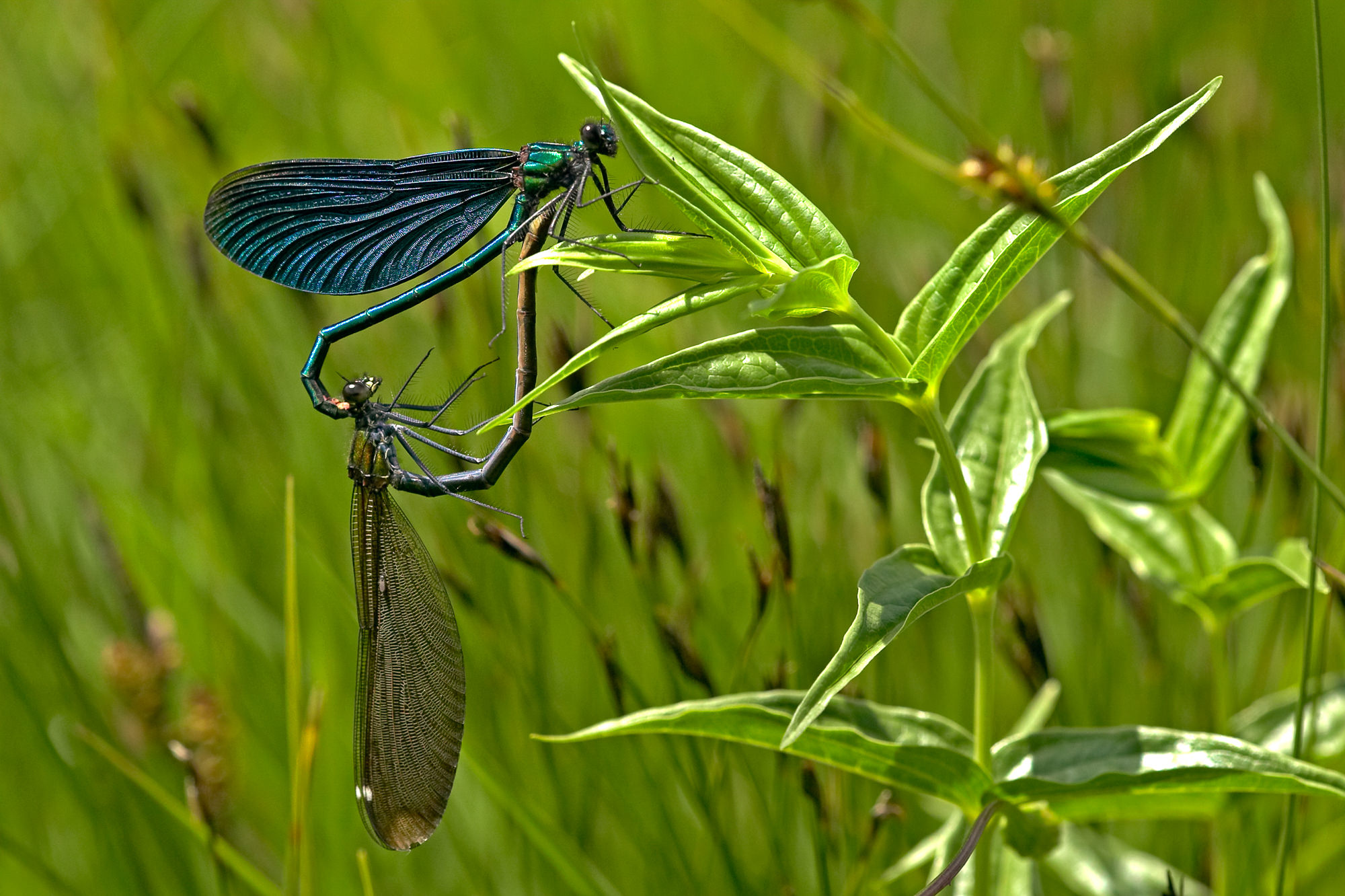 blue-winged dragonflies